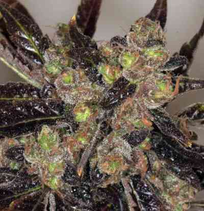 Da Purps > T.H. Seeds | Graines Normal  |  Indica